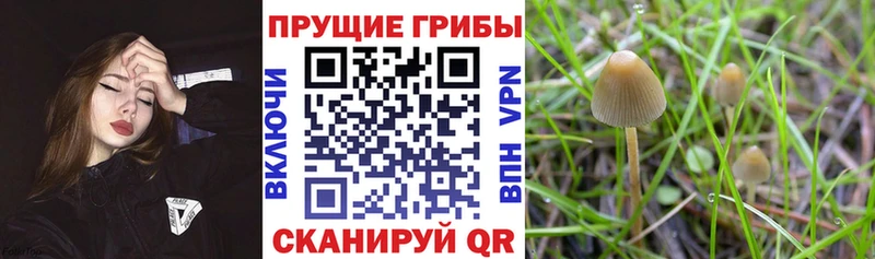 Галлюциногенные грибы Psilocybe  купить наркотики сайты  Кохма 